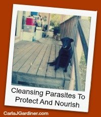 Cleansing Parasites to Protect and Nourish