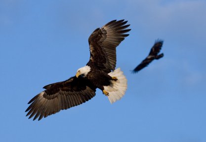 How to Fly with Eagles and Dodge the Pecking Order