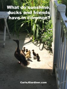 What do sunshine ducks and friends have in common